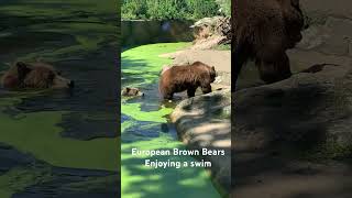 European Brown Bears Enjoying A swim ZoologischerGartenBerlin [upl. by Oznohpla794]