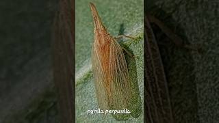 Pyrilla perpusillasugarcane leafhopperplanthopper plantpest [upl. by Yenaiv865]