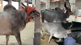 LOADING amp UNLOADING VLOG OF AYHAM CATTLE FARM COWS  KOLKATA COW 2024 [upl. by Dnalrag]