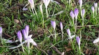 Dutch Crocus [upl. by Rennoc]