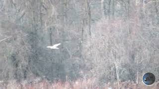 northern harrier male soars in strong wind 120124 [upl. by Lyall]