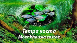 Тетра коста  Moenkhausia costae [upl. by Sayette]