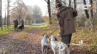 Chiens de chasse en Vienne [upl. by Notnats]