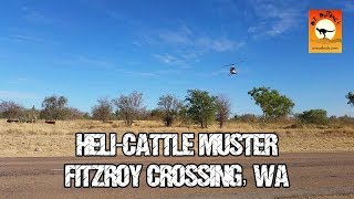 Helicopter cattle mustering  Fitzroy Crossing Western Australia [upl. by Aislehc]