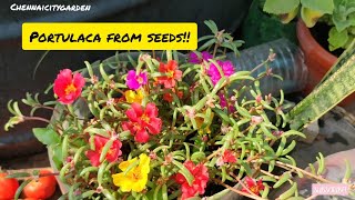 Growing Portulaca from seeds [upl. by Wight]