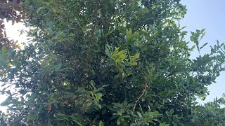 How to grow kaffir lime trees from seeds [upl. by Skantze]