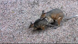 pademelon courtship [upl. by Souza]