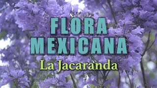 La Jacaranda  La Flora de México [upl. by Celestyna930]