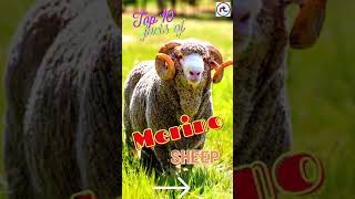 Top 10 facts of Merino Sheep Breed  Sheep Breeds  Shorts [upl. by Notsnhoj]