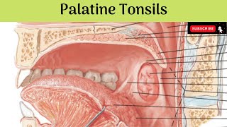 Palatine Tonsils  Situation  Features  Relations  Blood amp Nerve Supply  Lymphatic Drainage [upl. by Zitella609]