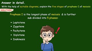 explain the five stages of prophase 1 of meiosis  Stages of Prophase 1  Leptotene biology ssc [upl. by Aidiruy637]