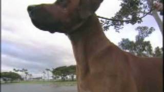 Dog Breed Video The Rhodesian Ridgeback [upl. by Pilar]