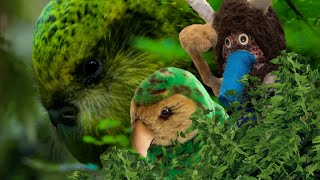 Kakapos RETURN to New Zealand plus new song  Amazing Animal News [upl. by Mickie278]