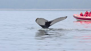 Whale Watching Tour in Tadoussac Quebec  Zodiac Tours [upl. by Aiam]