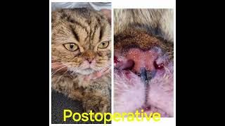 Rhinoplasty in a cat for stenotic nares Ch Massilia Animedis Dr Matres Lorenzo ECVS [upl. by Olrac456]