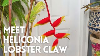 How to Grow Heliconia Rostrata in a Pot  Heliconia Lobster Claw [upl. by Nnylsia]