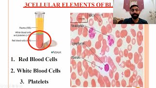 Hematology quotPhysiology of the Bloodquot Lec1 part 2 طب بغداد [upl. by Marti]