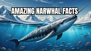 5 Amazing Facts About Narwhals 🐋 [upl. by Raddie229]