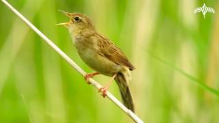 Vroege Vogels  Zingende sprinkhaanzanger [upl. by Carisa]