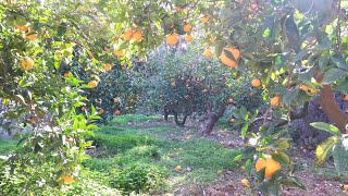 Un Día En El Huerto Podando naranjos Poda de rejuvenecimiento [upl. by Ennyl]