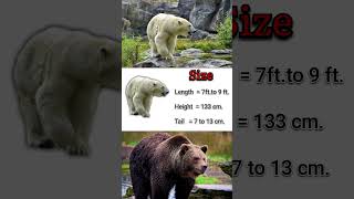 polar bear vs grizzly bear size comparison  wildlife  wild animals  artic  america  Russia [upl. by Ttekcirc]