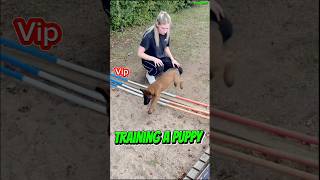 🔝Training Military Puppies dog belgianmalinois belgianmalinoisdog puppy doglover malinois [upl. by Descombes170]