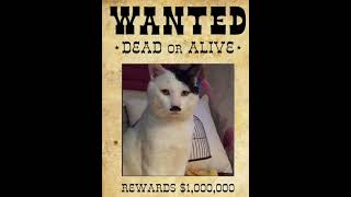 He is a highly wanted criminal not to be messed with 💀 shorts memes cat wanted funny lol [upl. by Dubois]