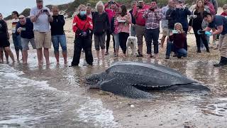 Enormous stranded 600lb leatherback sea turtle returns to the ocean turtle 🐢 Shorts [upl. by Niowtna779]