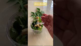 Fresh Amazing 😍 Green Chutney Hara namak  Saga Namak fresh green saga Recipe kriash foods [upl. by Januisz]