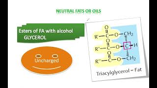 Macromolecules  Chemistry of lipids  Biochemistry [upl. by Trocki]