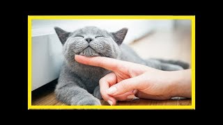 Perserkatze – Eine gemütliche Zeitgenossin [upl. by Helge915]