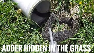 Puff Adder discovered while cutting the lawn [upl. by Akema]