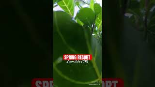 RESORT  LAWNDALE youtube nature travel shortvideo tourism shorts short dji [upl. by Laynad815]