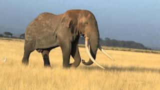 Big tusker Tim from Amboseli National Park [upl. by Montgomery]