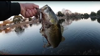 Topwater Action with the Heddon Zara Puppy Florida Fishing Adventures EP1  Weeki Wachee FL [upl. by Ydissahc]