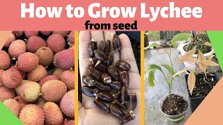 How to Grow Lychee from Seed [upl. by Krystle328]