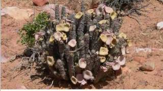 Hoodia Gordonii [upl. by Jovi548]