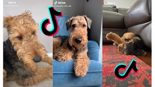 😍 Cutest Airedale Terrier 😂 Funny and Cute Airedale Terrier Puppies and Dogs Videos [upl. by Eislel]