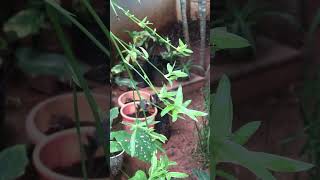 Spider babiesgardentamizha thamizhachigarden gardenplants shorts [upl. by Kristoforo718]