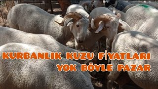 Kurbanlık fiyatları çakıldı Canlı hayvan pazarındayız çiftçi kuzu tarım [upl. by Vivica748]