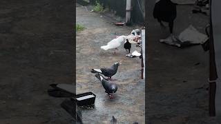 pigeoneyeview pigeon saidapetkutty karnapura bird pigeonbird newvideo viralshorts like [upl. by Sisson]