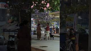 Dog talking each other shortvideo ytshorts yt ytshort doglover dogapparel [upl. by Josee910]