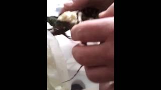 Varanus melinus Quittenwaran JungtierUnboxing [upl. by Hallimaj243]