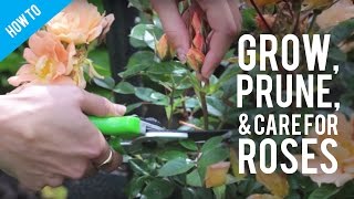 How To Grow Prune amp Care For A Rose Bush [upl. by Eppie122]