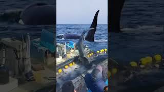 Edited🌝 ocean shark fish whale shortsviral dolphin yearofyou nature epic wildlife [upl. by Britteny]