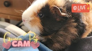 🔴 The one where they are thankful  Guinea Pig Cam 16 November 2023 [upl. by Lorollas]