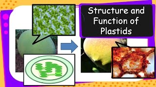 Science – Structure and Functions of Plastids – English [upl. by Hinckley]