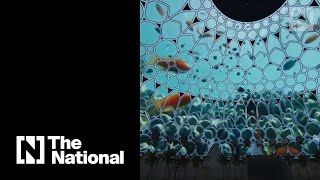 Watch Sneak peek of Al Wasl dome show for Expo 2020 [upl. by Ulla]