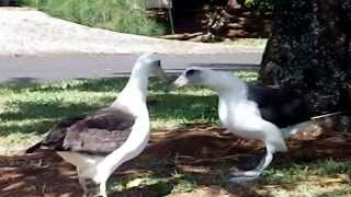 Laysan Albatross Courtship Dance 2 [upl. by Altman]