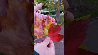 🍁 ¿Por qué cambian de color las hojas de los árboles en otoño 🌳🍂 Hojas marrones rojas y naranjas [upl. by Petronilla]